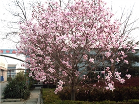 銀箭外景 銀箭外景