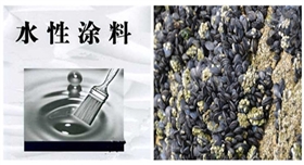 貽貝被用作水性涂料的研發.jpg 貽貝被用作水性涂料的研發.jpg